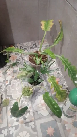 Обмен растениями в Москве - частное объявление в Москва