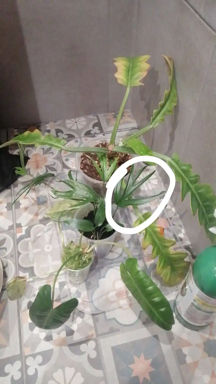 Обмен растениями в Москве