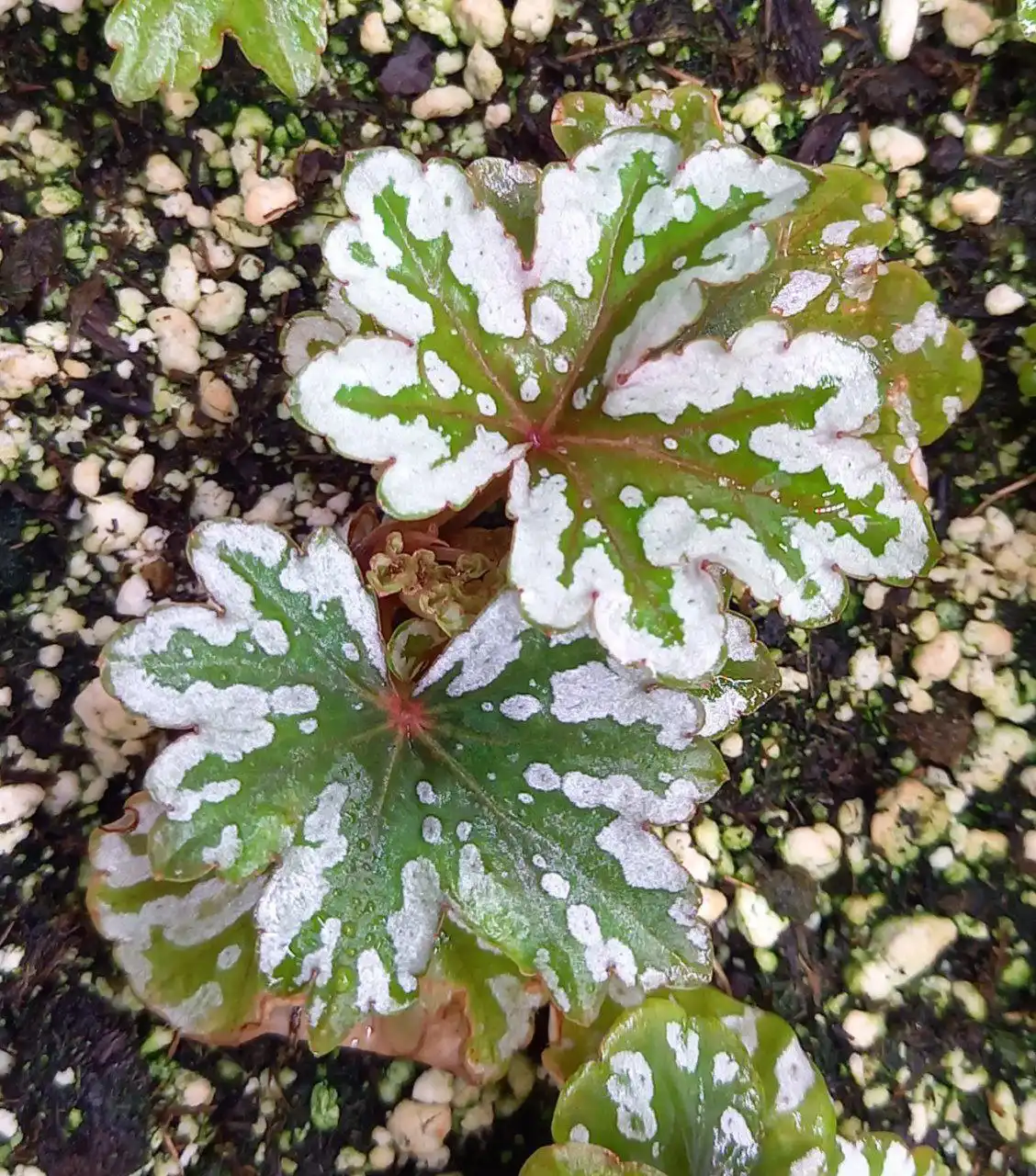 Сеянцы каудексной бегонии Begonia dregei