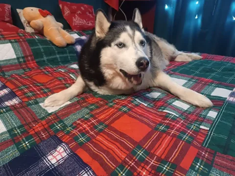 Обмен растений - Хобби и отдых в Москва