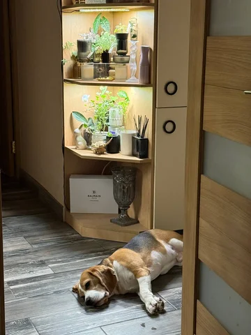 Обмен растений в Москве - Хобби и отдых в Москва