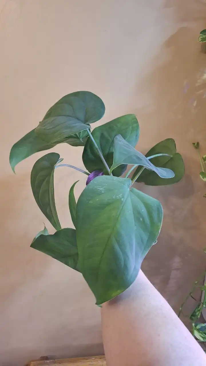 Отдам даром промежуточные срезы сингониума макрофилума дарк найт