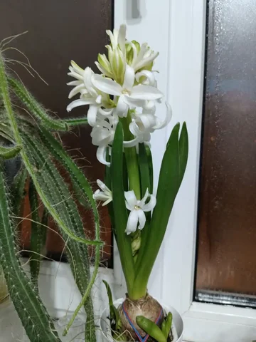 Обмен растениями в Москве - Хобби и отдых в Москва