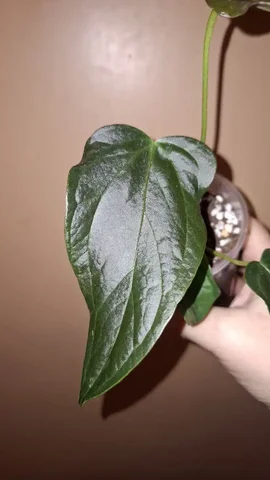 Обмен растений в Москве - частное объявление в Москва