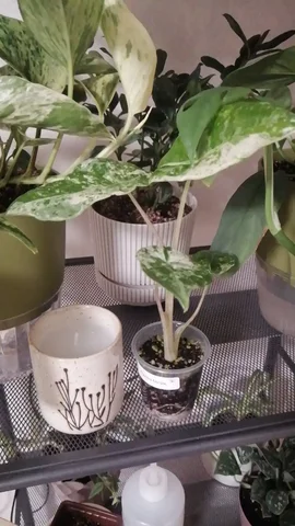 Обмен растений в Москве - частное объявление в Москва