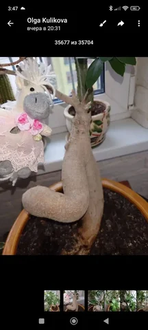 Растение Монстера для обмена - частное объявление в Москва