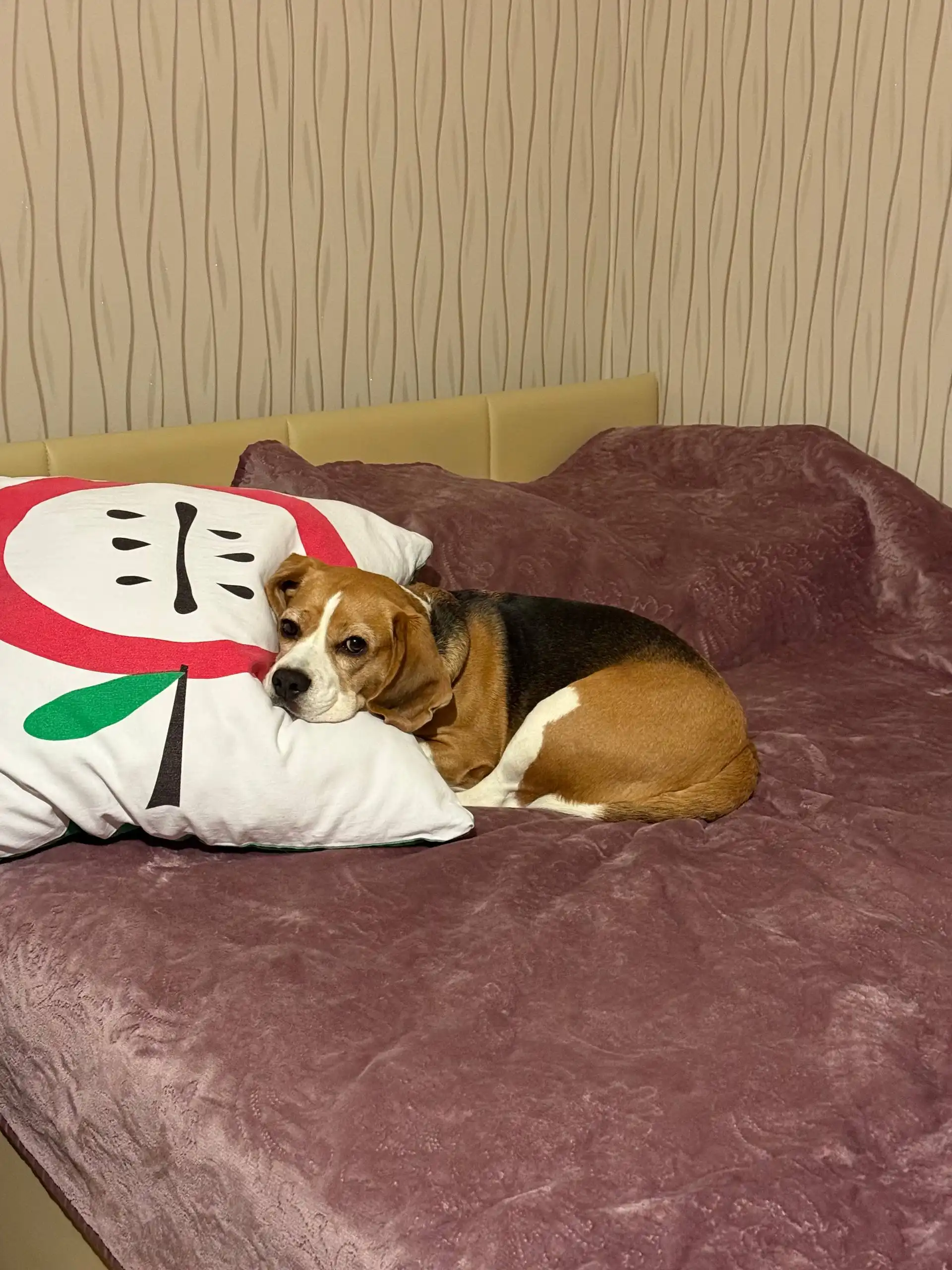 Продажа растений в Москве - Растения (Хобби и отдых) в Москва