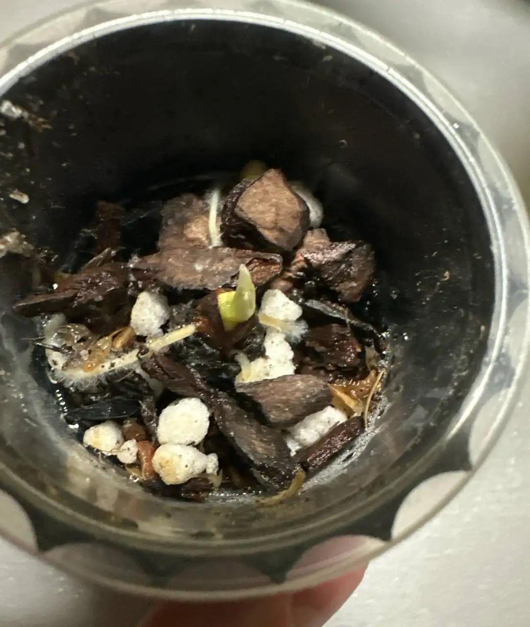 Пушистые корни растения - Растения (Хобби и отдых) в Москва