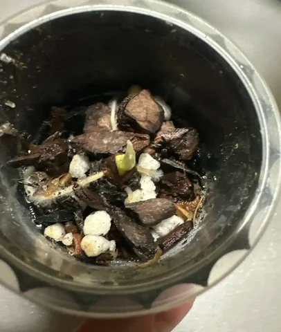 Пушистые корни растения - Коллекционирование в Москва