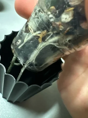 Обмен растениями с хорошими корнями - Коллекционирование в Москва