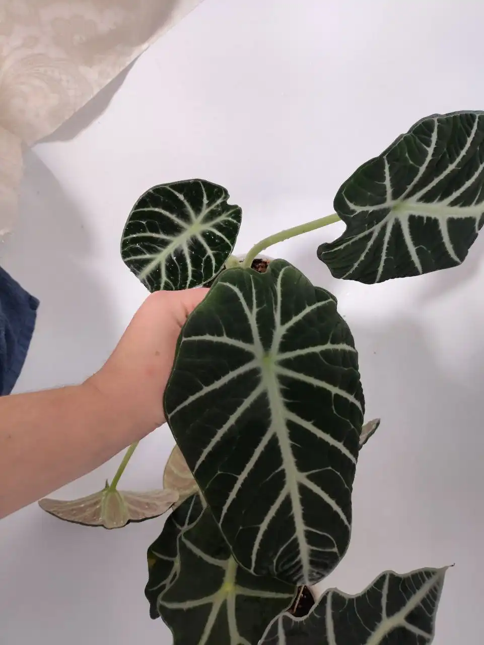 Урожай с растения нинзя - Растения (Хобби и отдых) в Москва