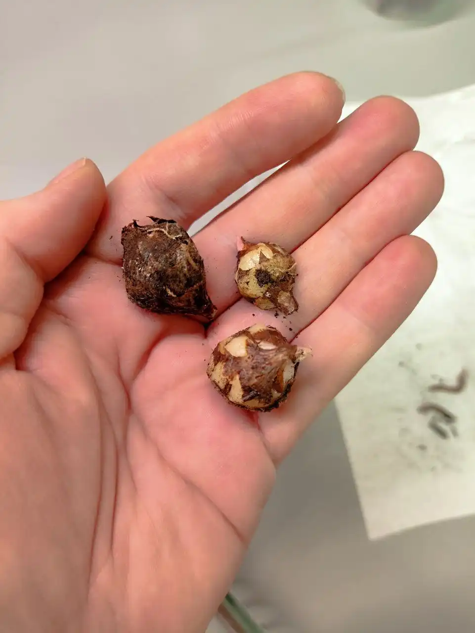 Урожай с растения нинзя - Растения (Хобби и отдых) в Москва