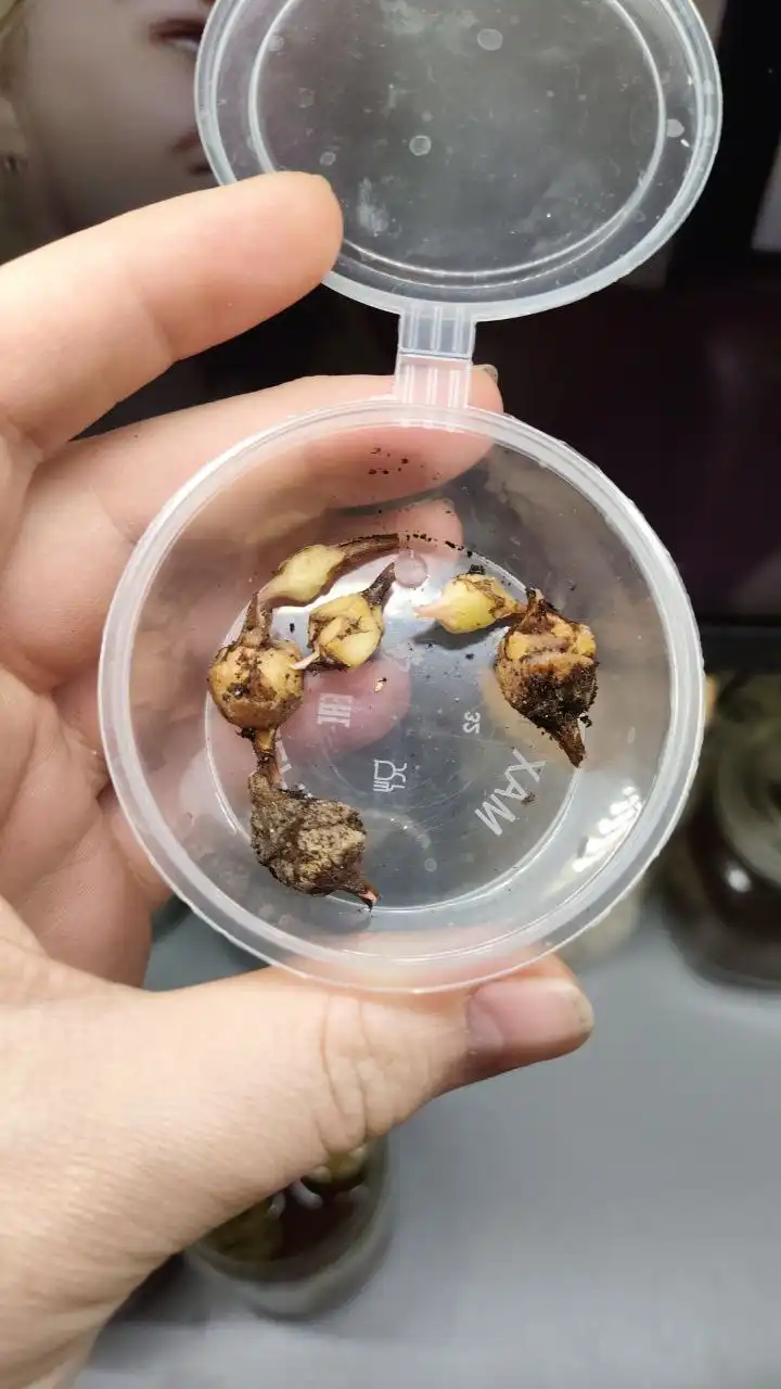 Обмен растениями в Москве - Растения (Хобби и отдых) в Москва