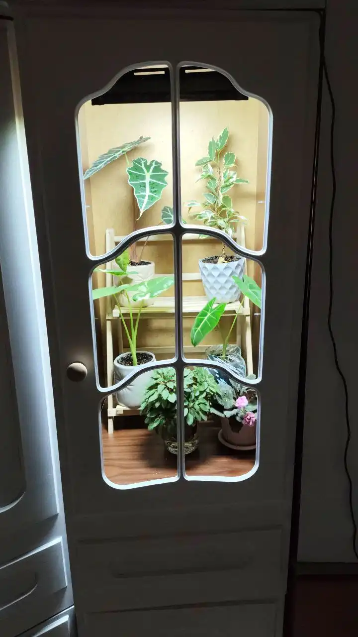 Обмен растений в Москве - Растения (Хобби и отдых) в Москва