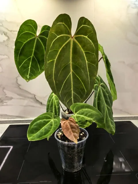 Продажа катингов от растений - частное объявление в Москва