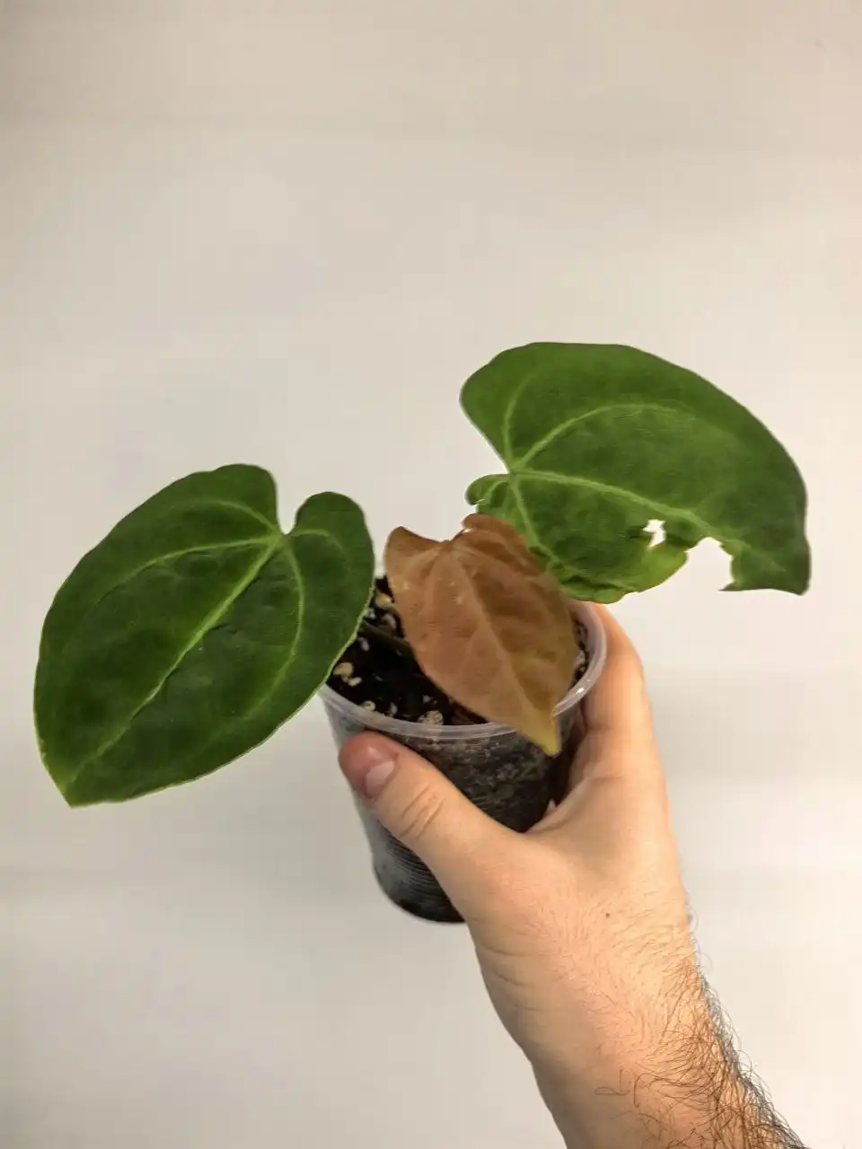 Продажа катингов от растений