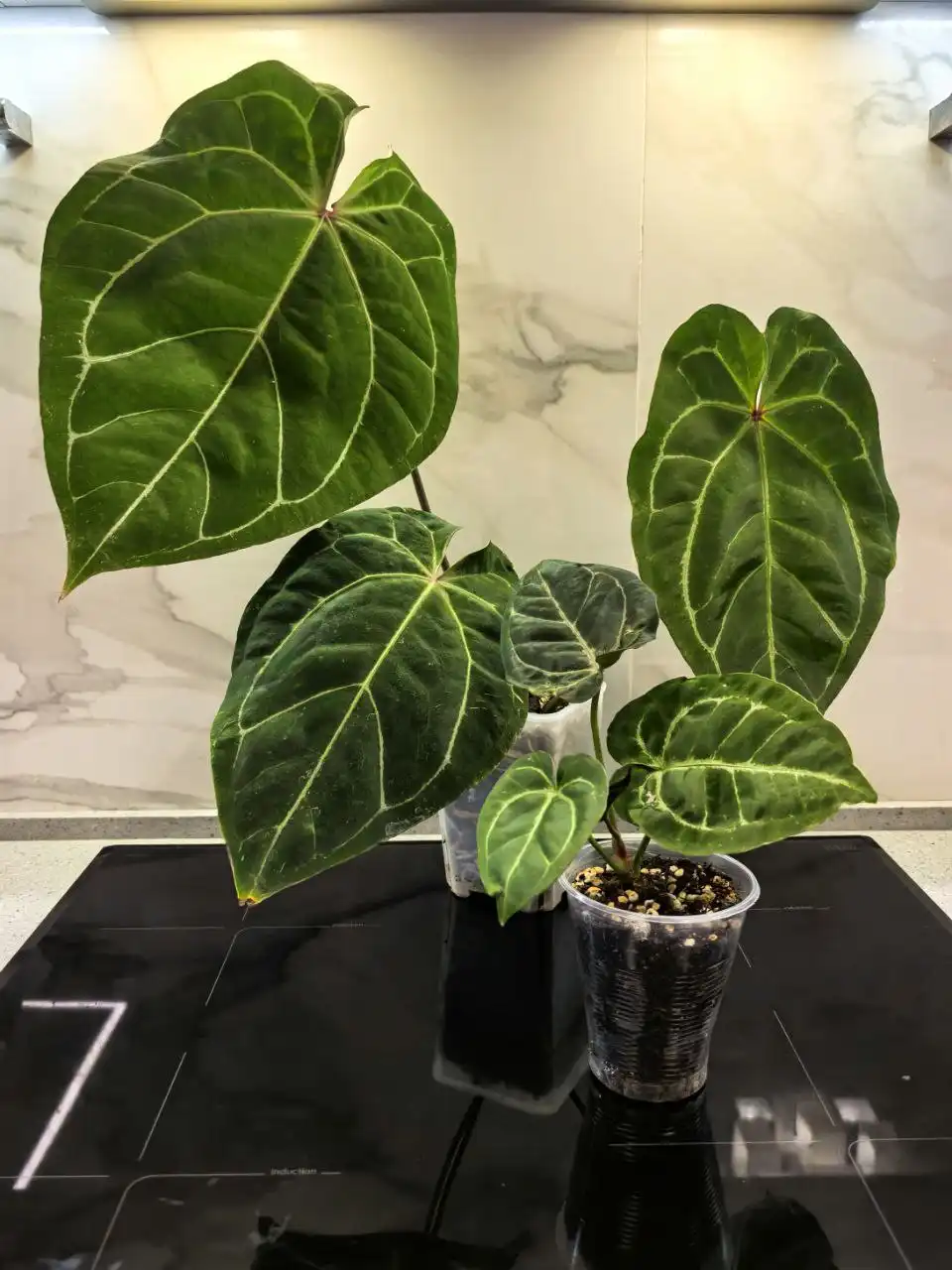 Продажа катингов от растений