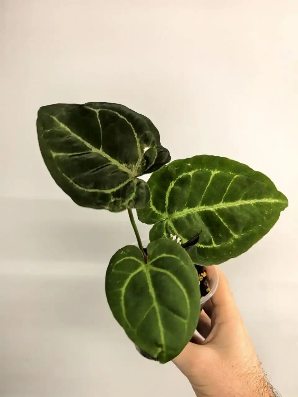 Продажа катингов от растений