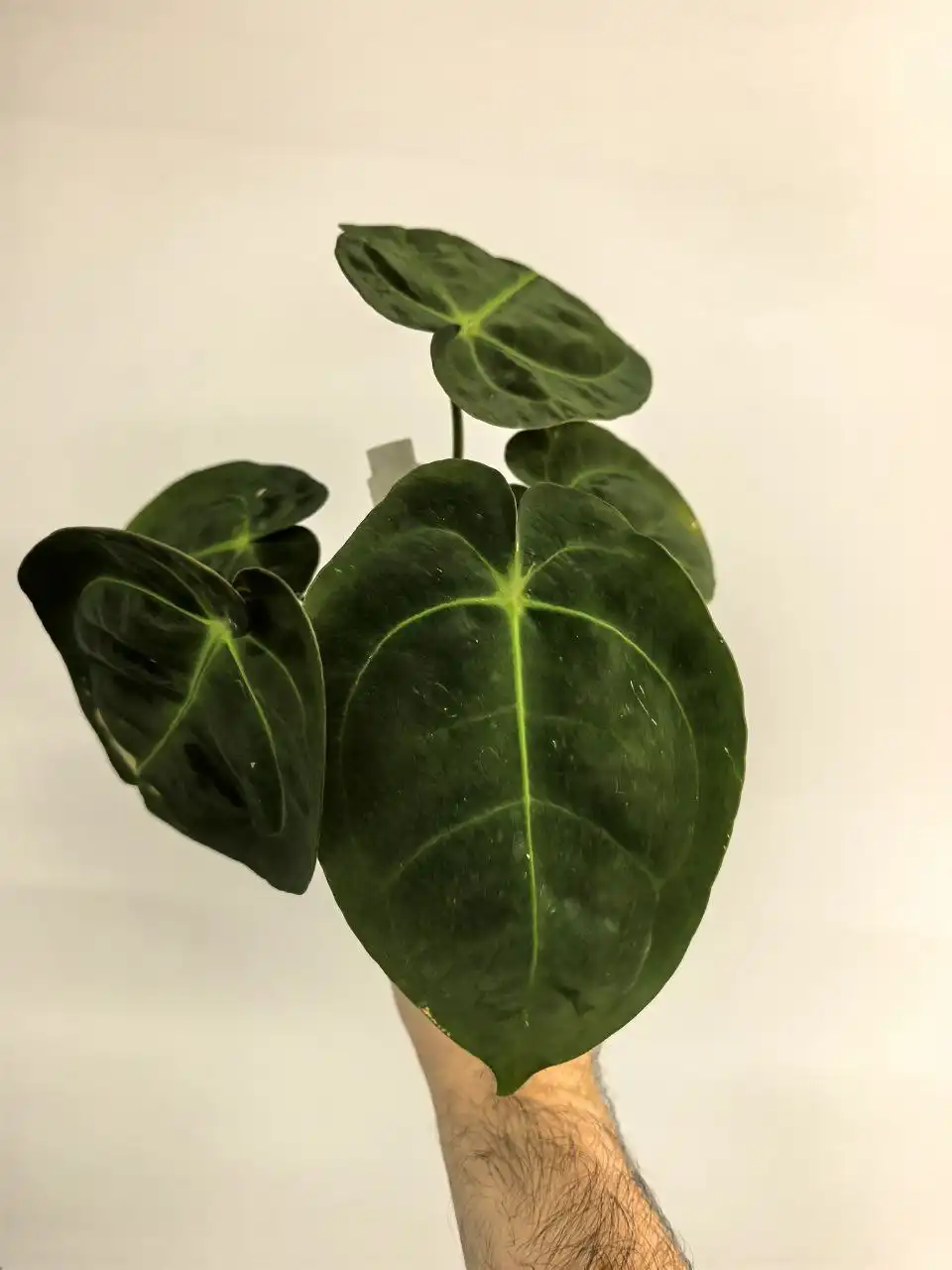 Продажа катингов от растений