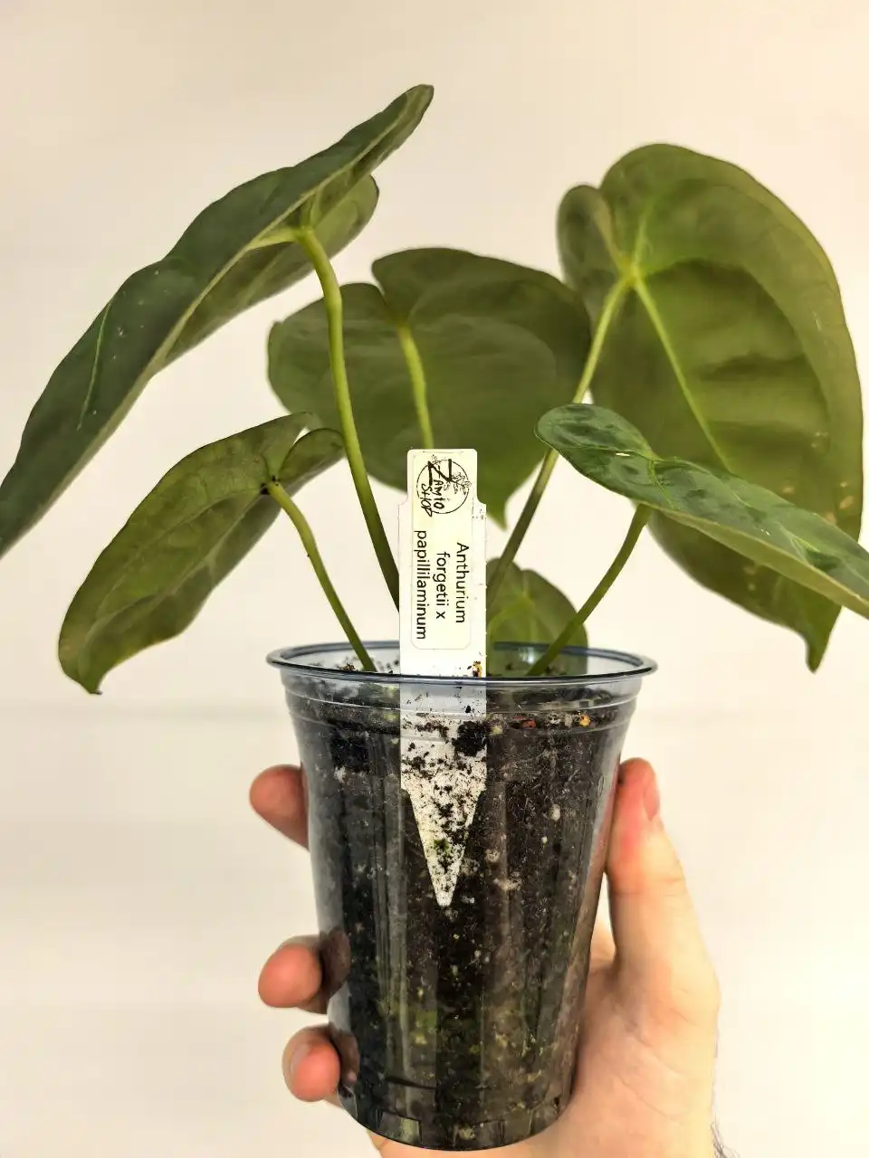 Продажа катингов от растений