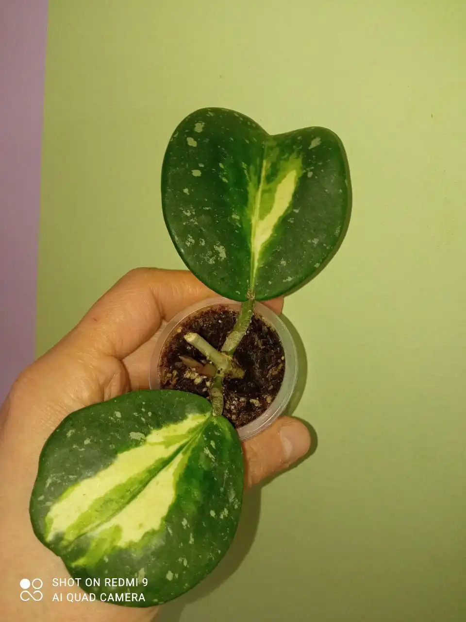 Продажа хой разных сортов