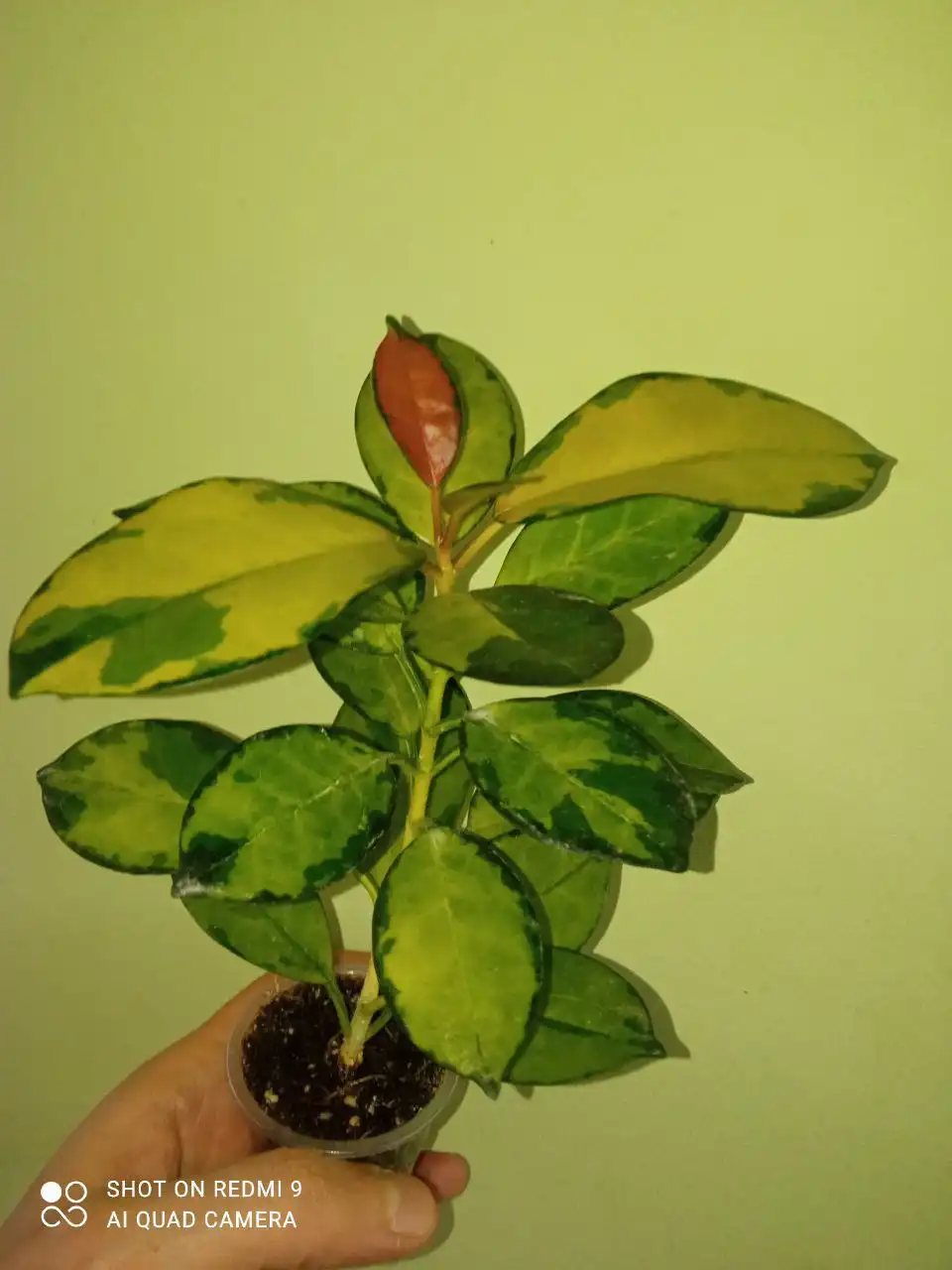 Продажа хой разных сортов