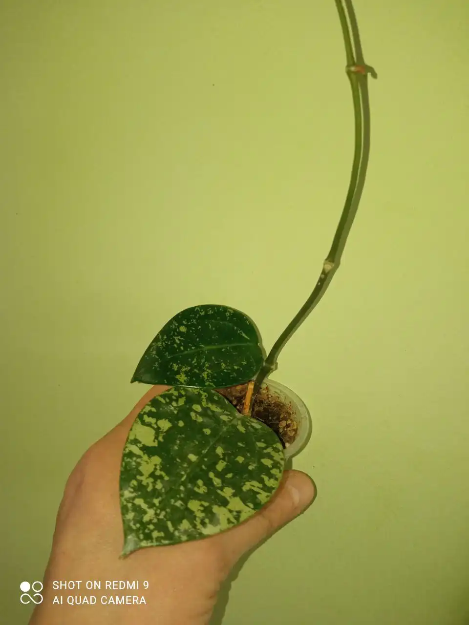 Продажа хой разных сортов