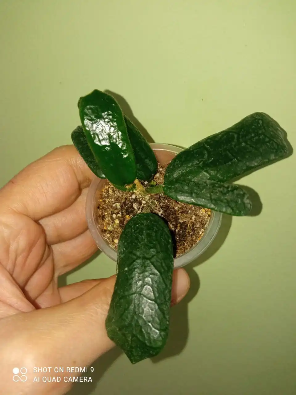 Продажа хой разных сортов