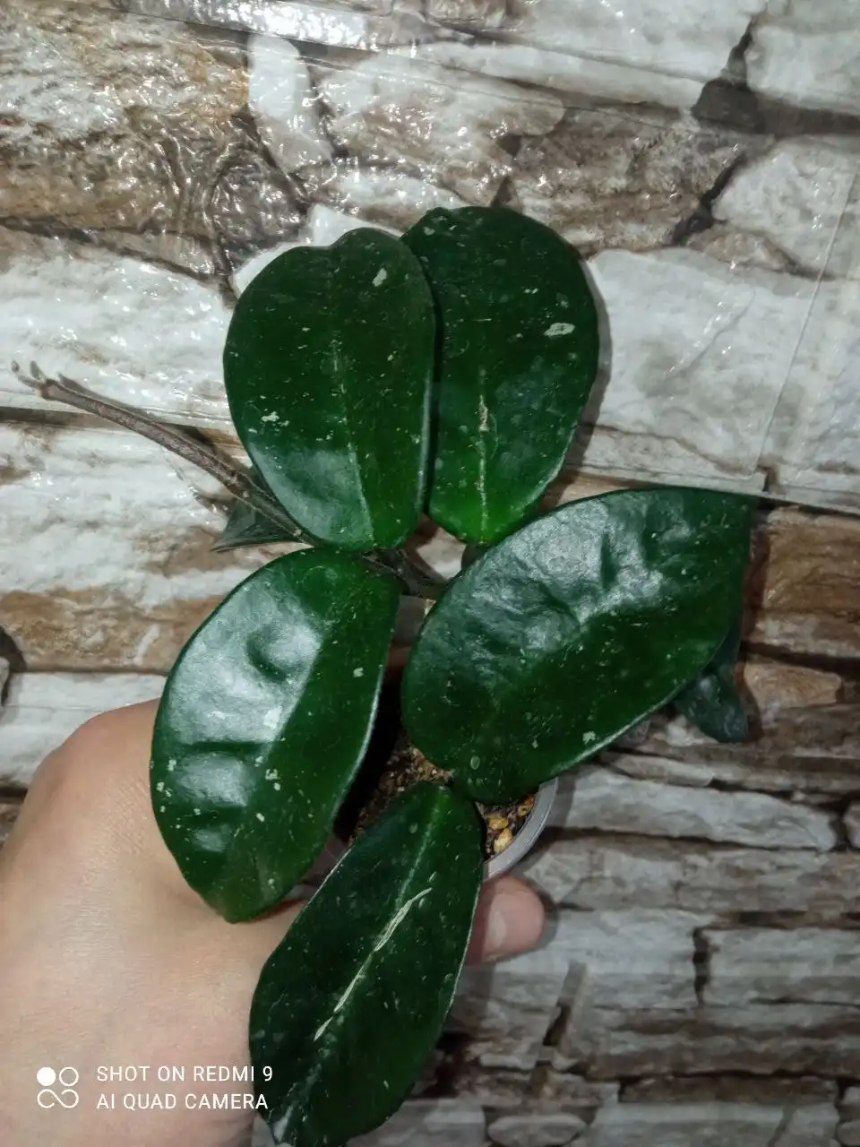 Продажа хой разных сортов