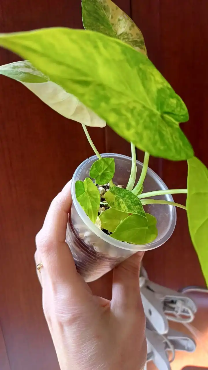 Алоказия гагеана вариегатная