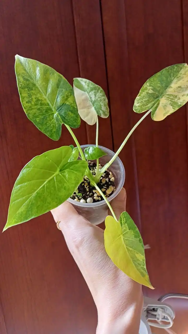 Алоказия гагеана вариегатная