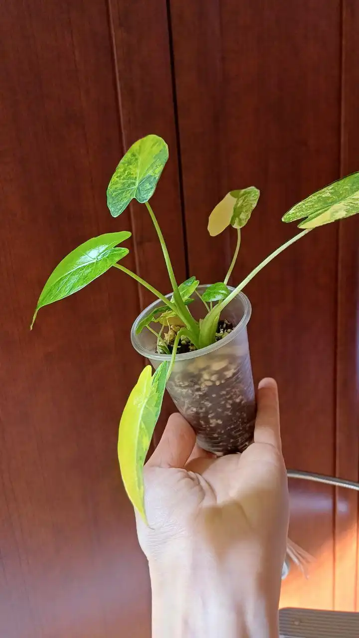 Алоказия гагеана вариегатная