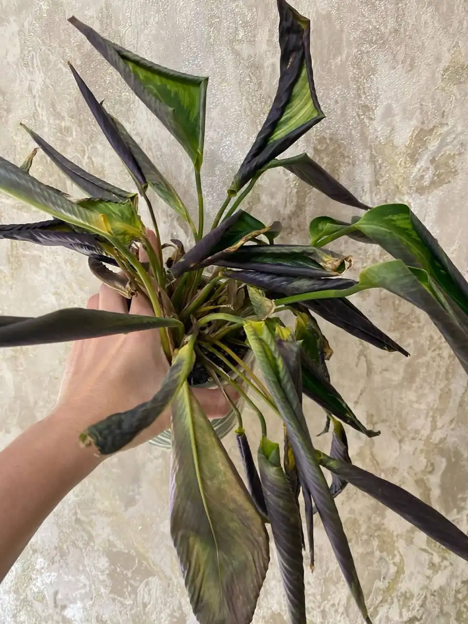 Растение для обмена