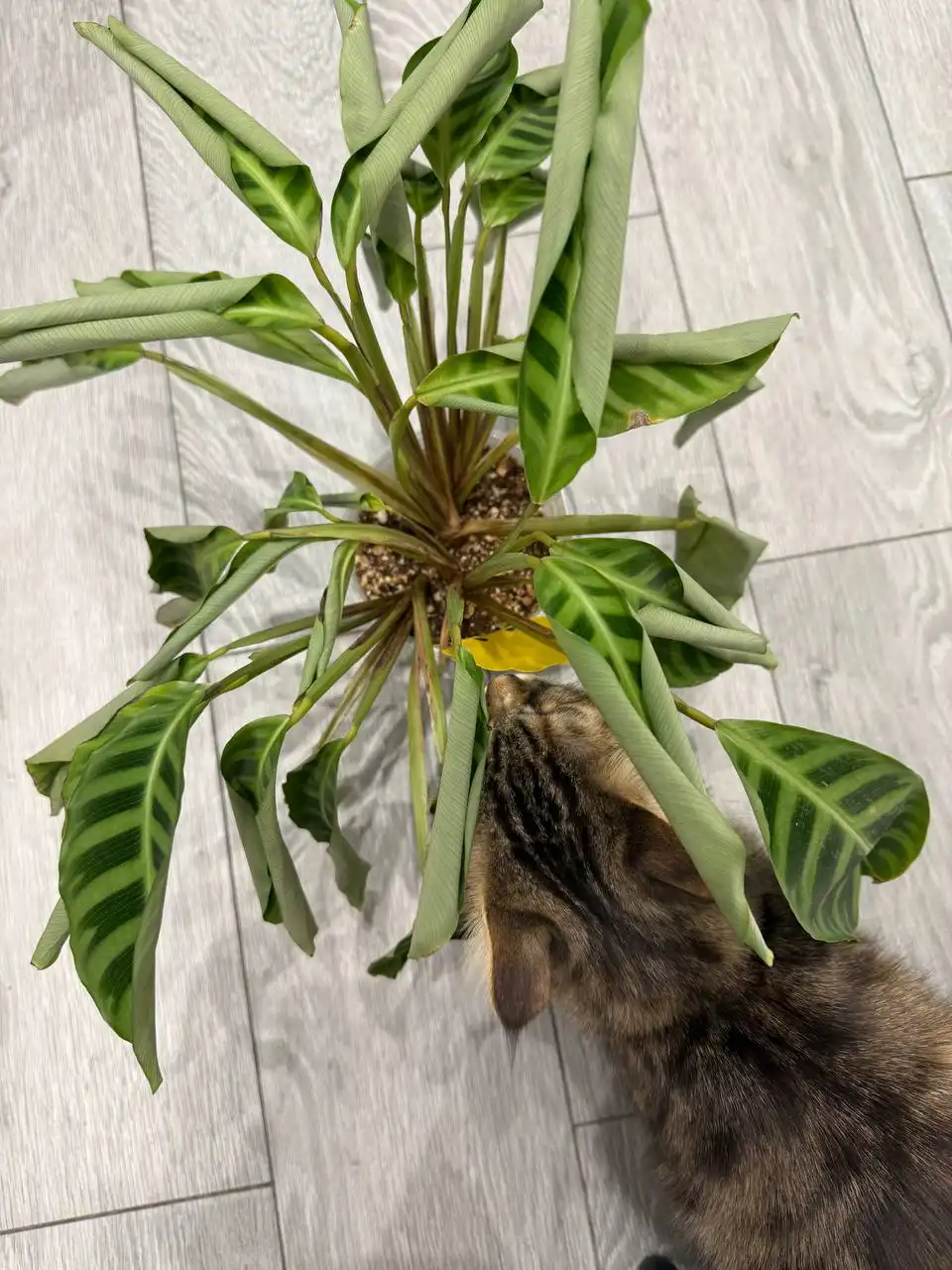 Калатея Зебрина