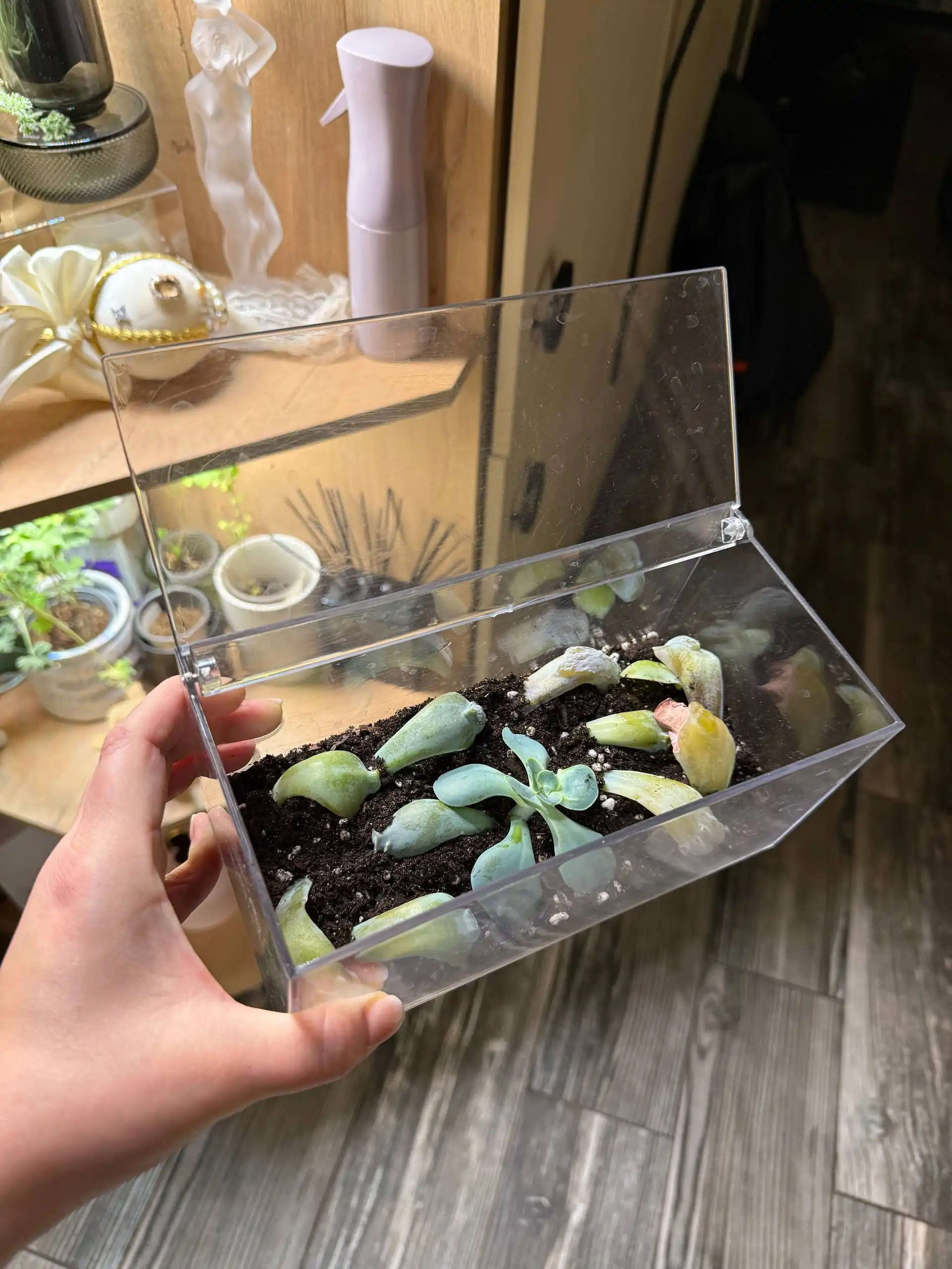 Обмен растений в Москве - Растения (Хобби и отдых) в Москва