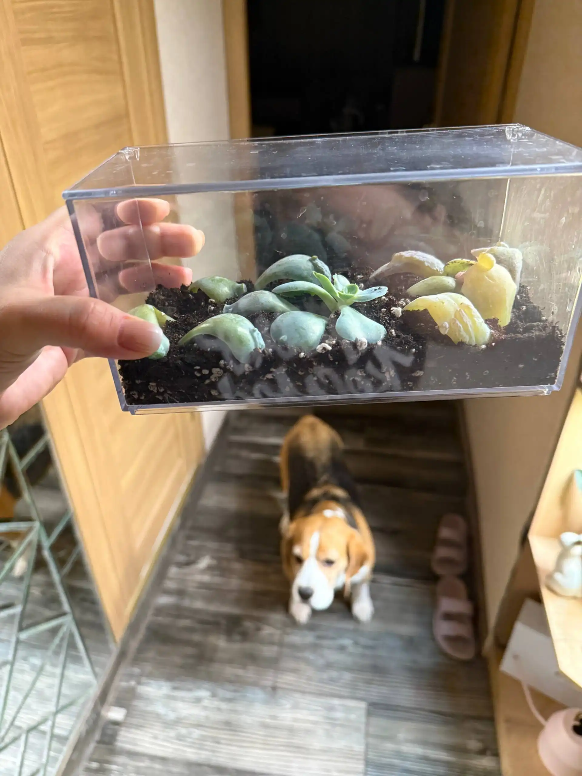 Обмен растений в Москве - Растения (Хобби и отдых) в Москва