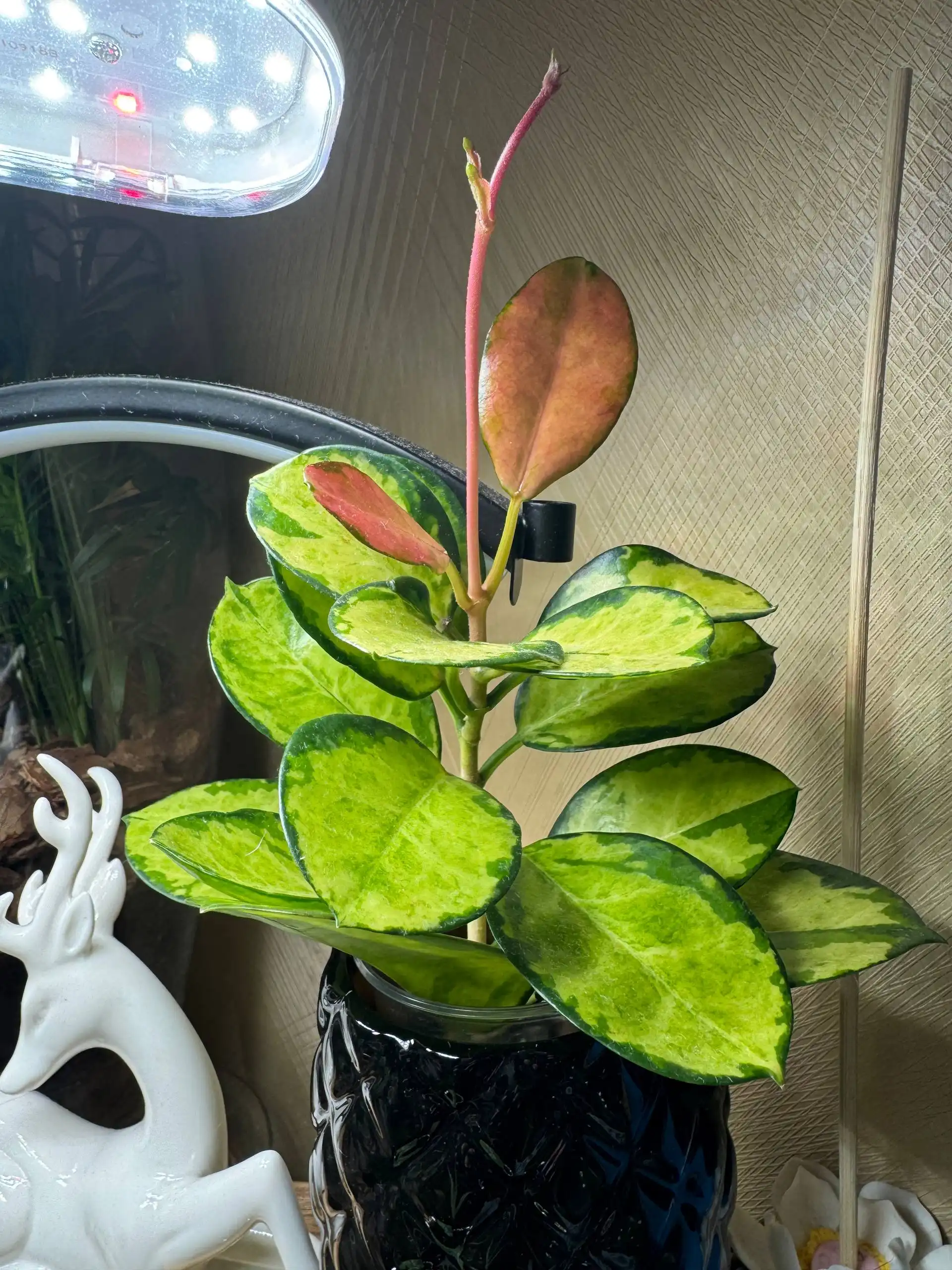 Хойя с новыми листьями и усом - Растения (Хобби и отдых) в Москва