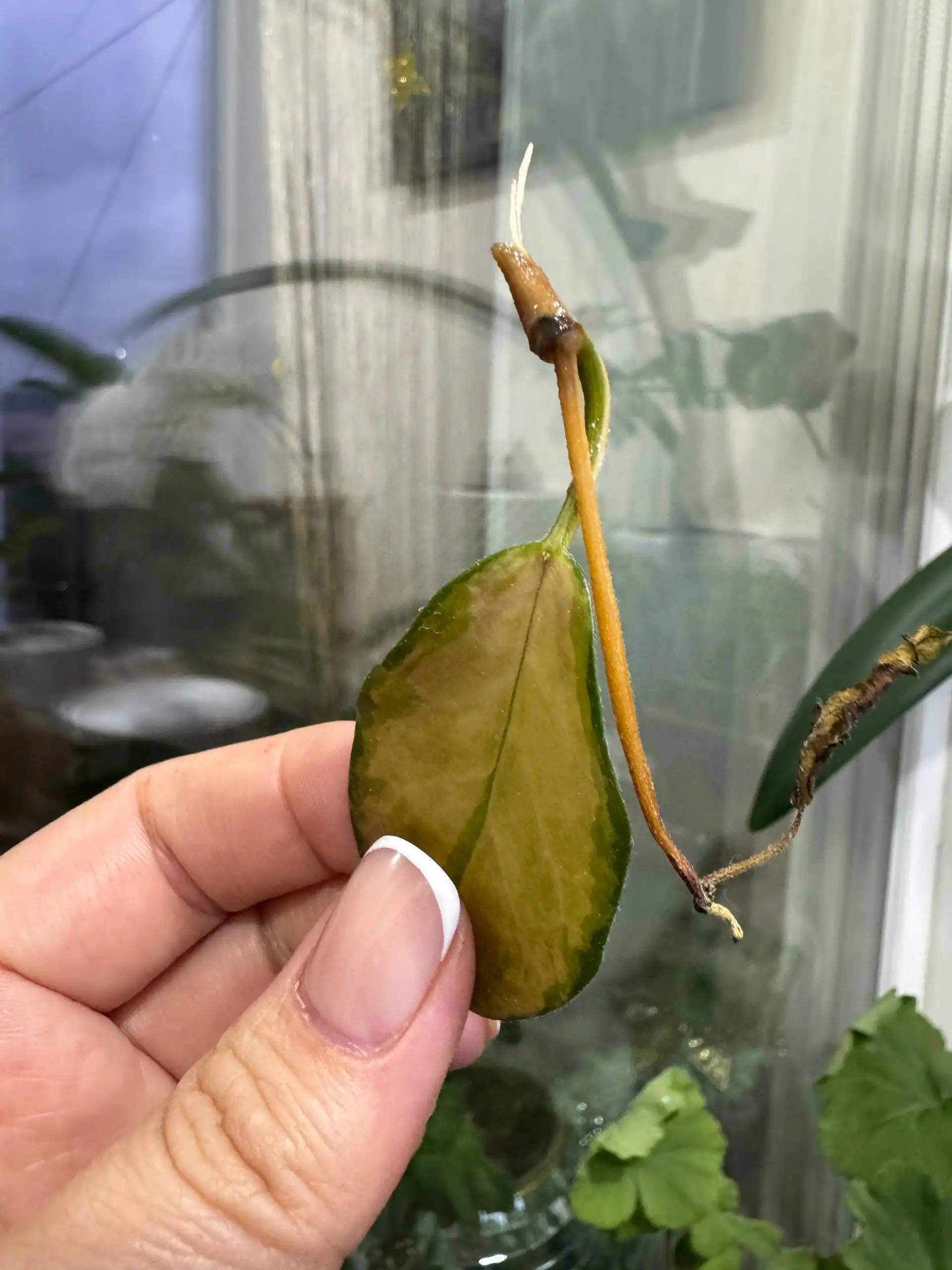 Хойя с новыми листьями и усом - Растения (Хобби и отдых) в Москва