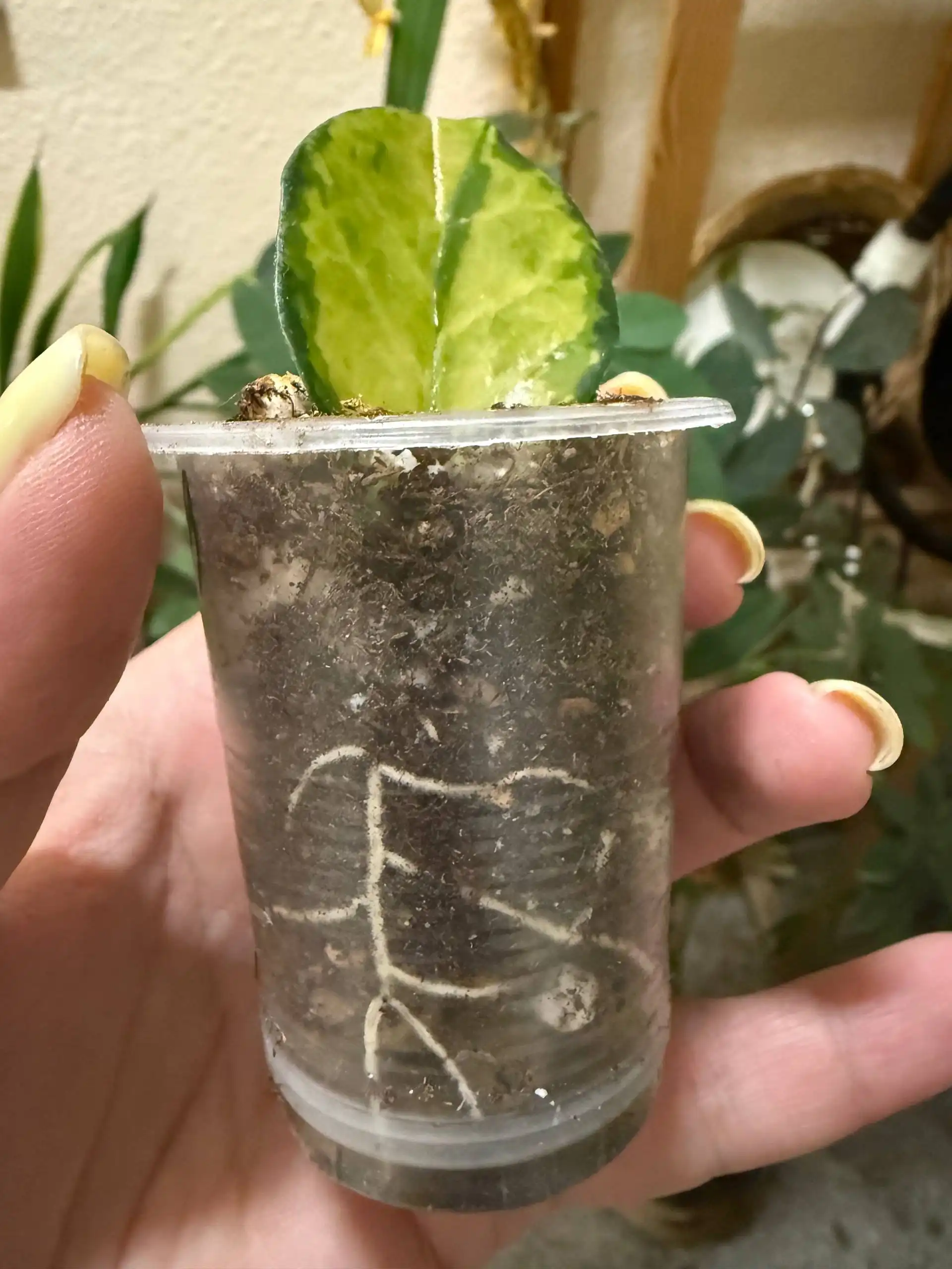 Хойя с новыми листьями и усом - Растения (Хобби и отдых) в Москва