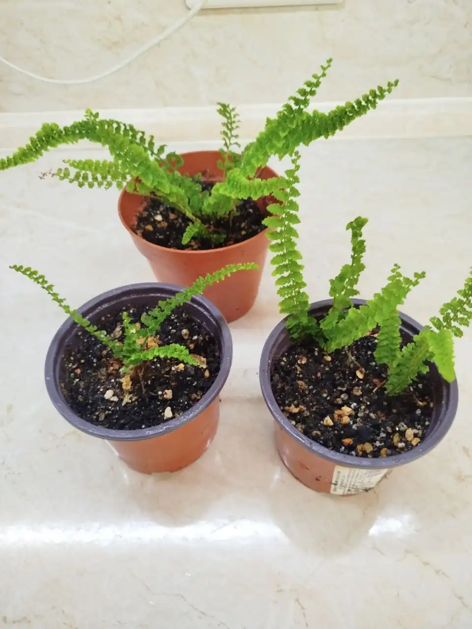 Продам ростки нефролепсиса - Растения (Хобби и отдых) в Москва