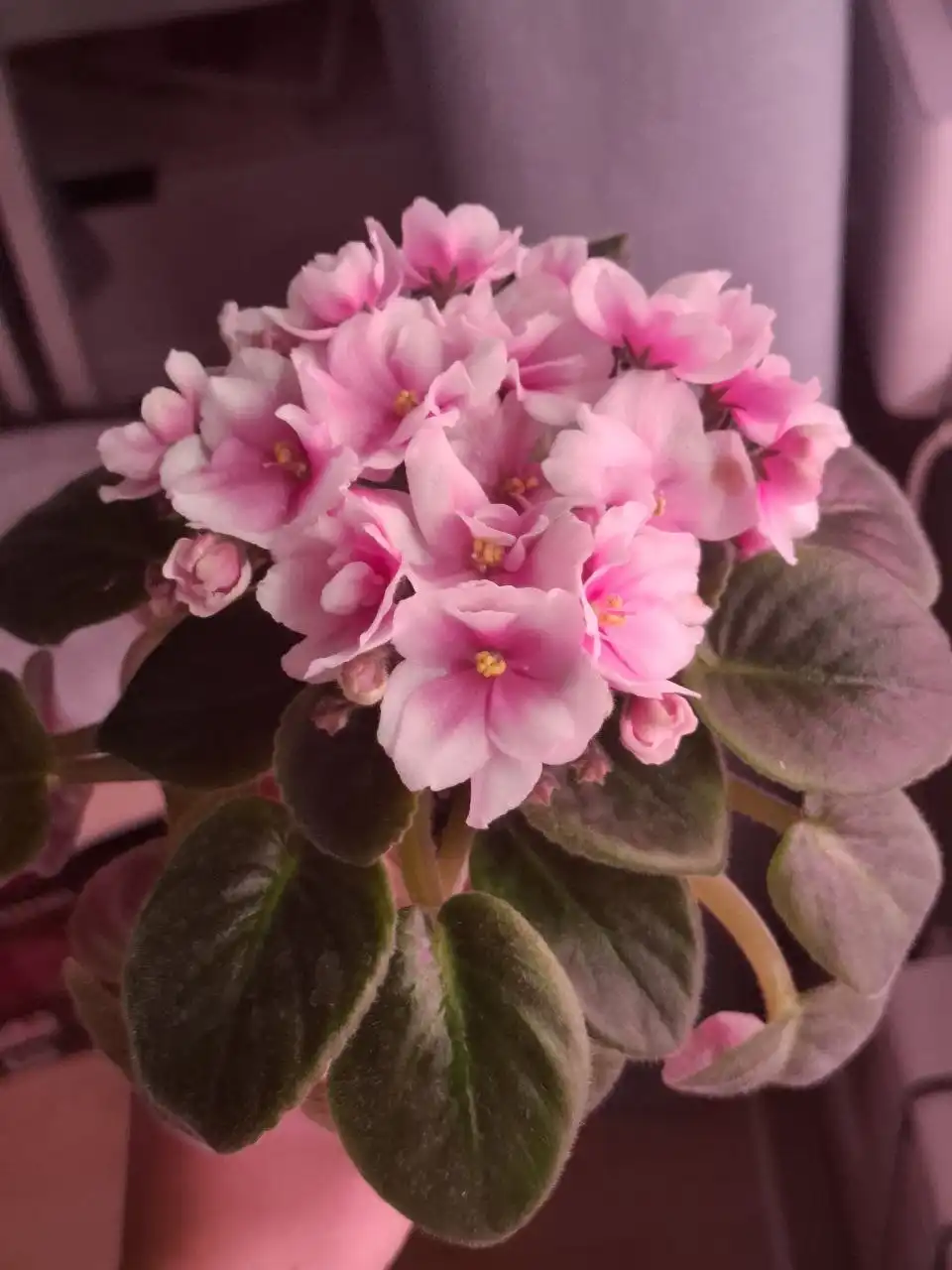 Продам сотовые фиалки, детки, стартеры или листы - Растения (Хобби и отдых) в Москва