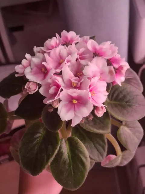 Продам сотовые фиалки, детки, стартеры или листы - Спортивный инвентарь в Москва