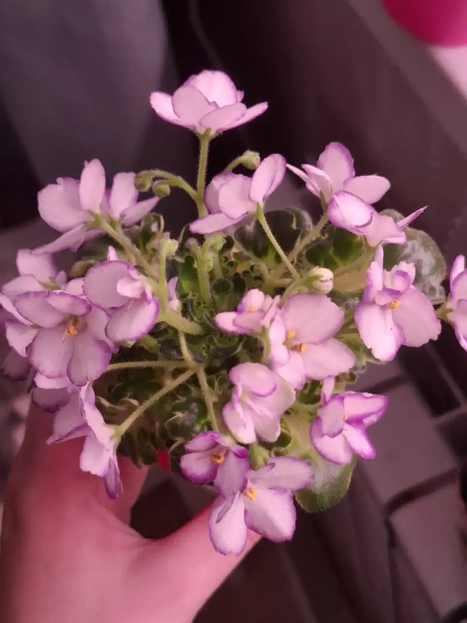 Продам сотовые фиалки, детки, стартеры или листы - Растения (Хобби и отдых) в Москва