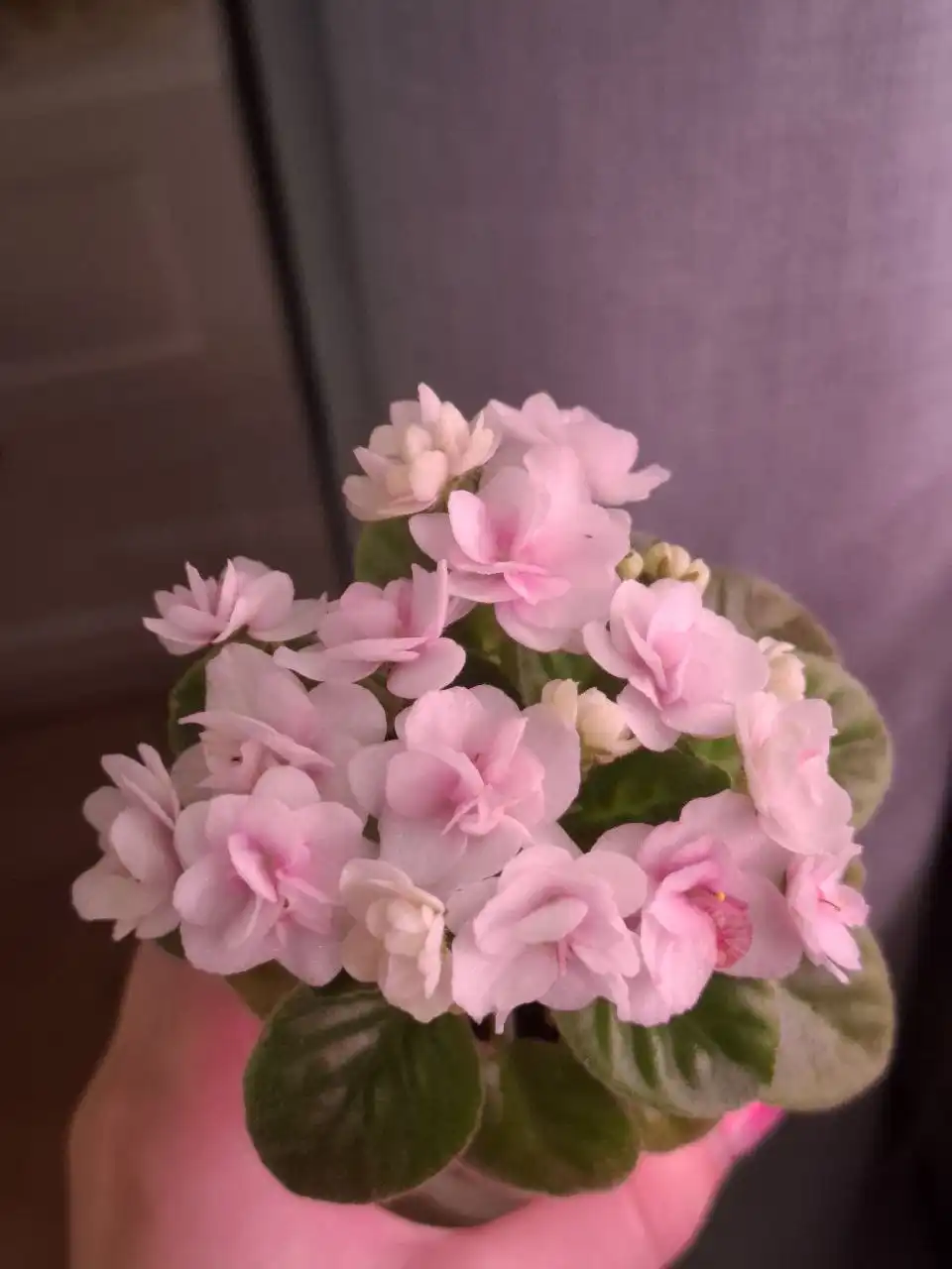 Продам сотовые фиалки, детки, стартеры или листы - Растения (Хобби и отдых) в Москва