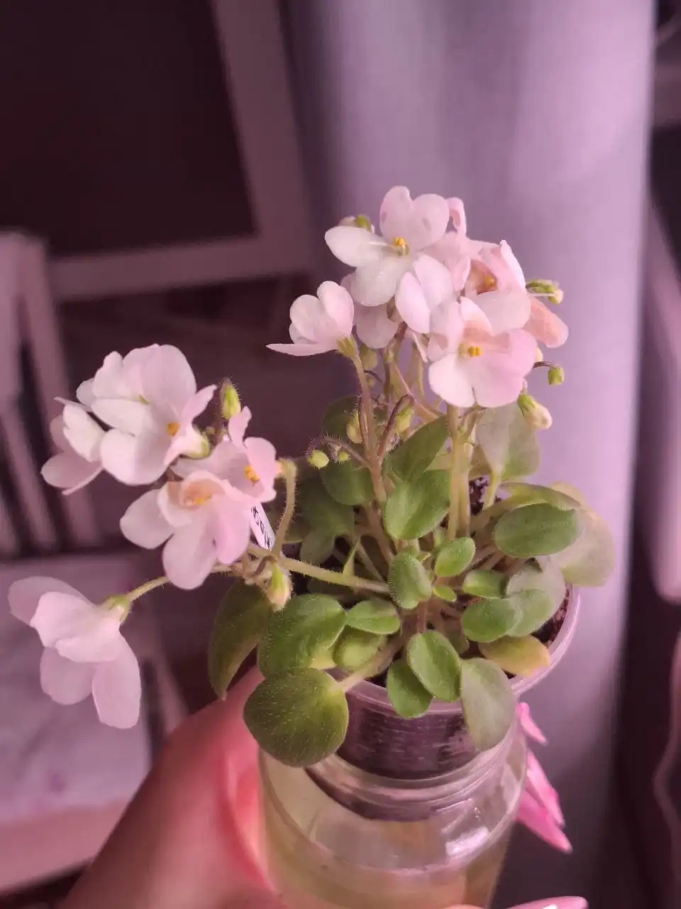 Продам сотовые фиалки, детки, стартеры или листы - Растения (Хобби и отдых) в Москва