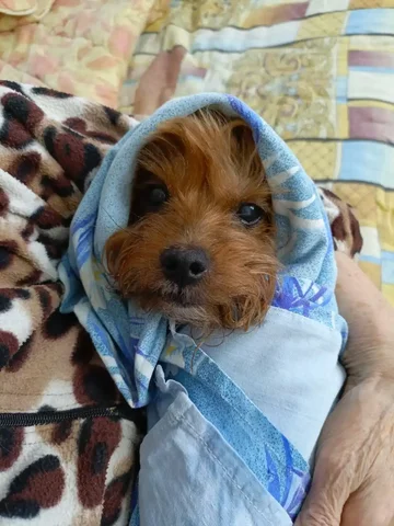 Обмен растений в Москве - Спортивный инвентарь в Москва