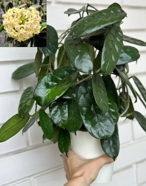 Обмен черенков хойи в Москве - Горные лыжи в Москва