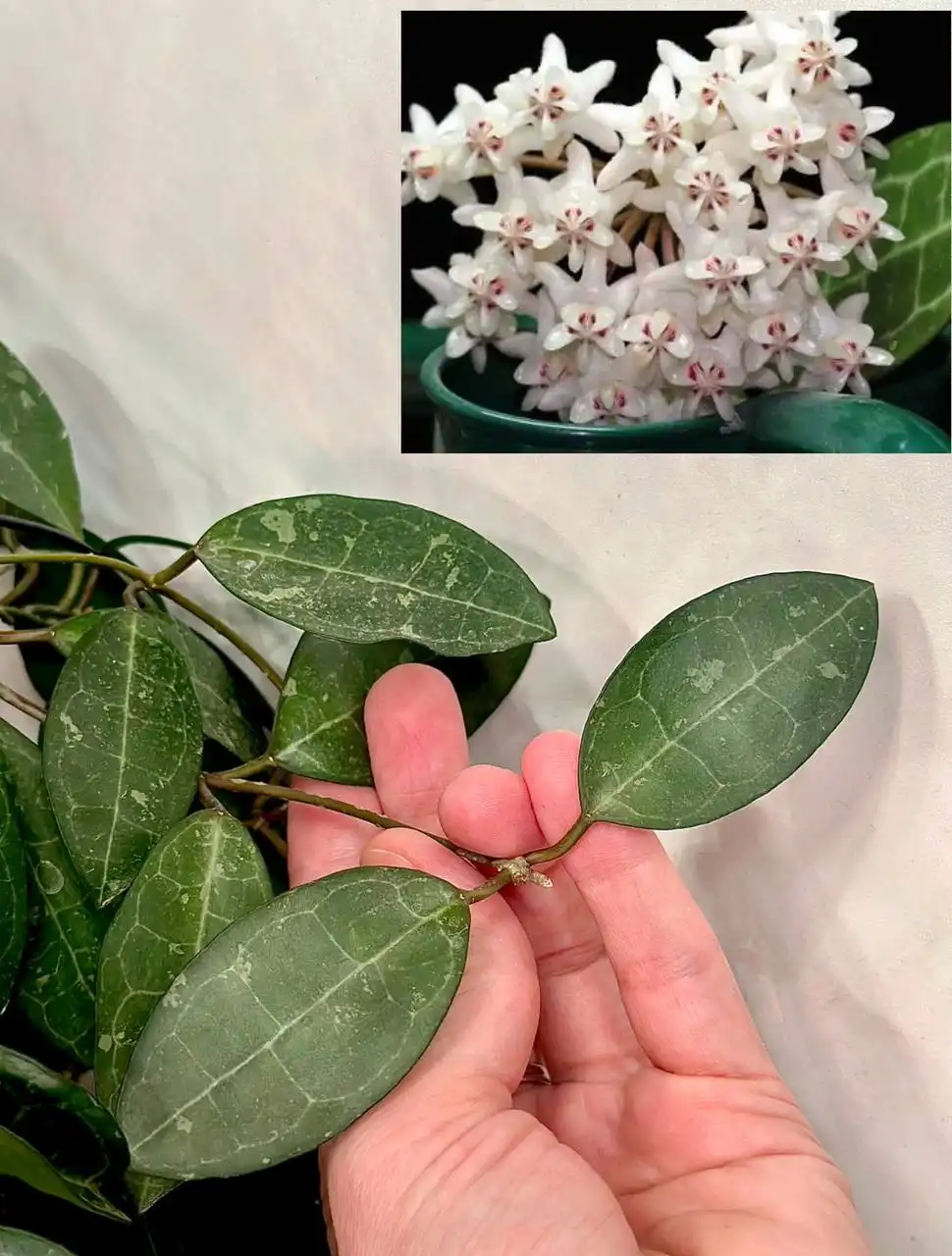 Обмен черенков хойи в Москве - Растения (Хобби и отдых) в Москва