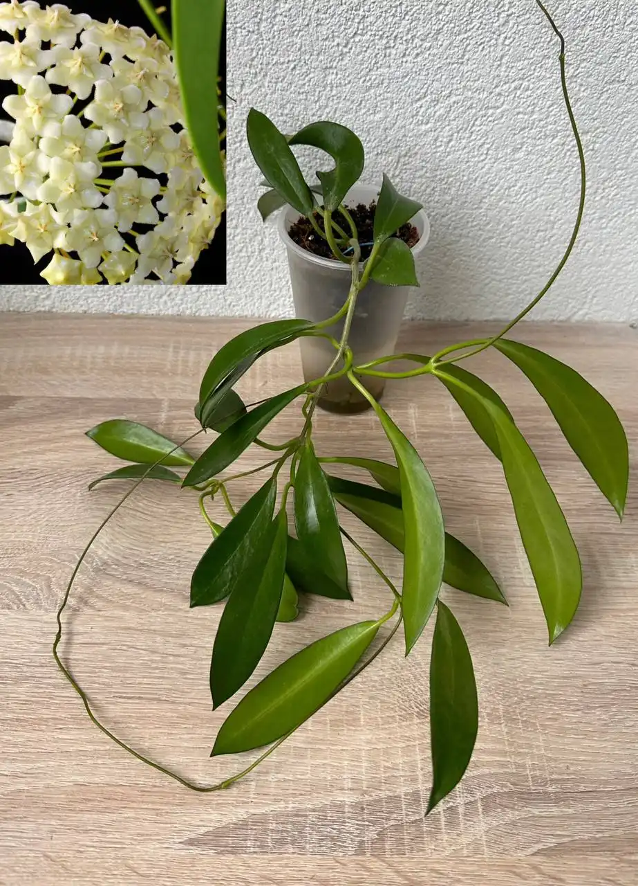 Обмен черенков хойи в Москве - Растения (Хобби и отдых) в Москва