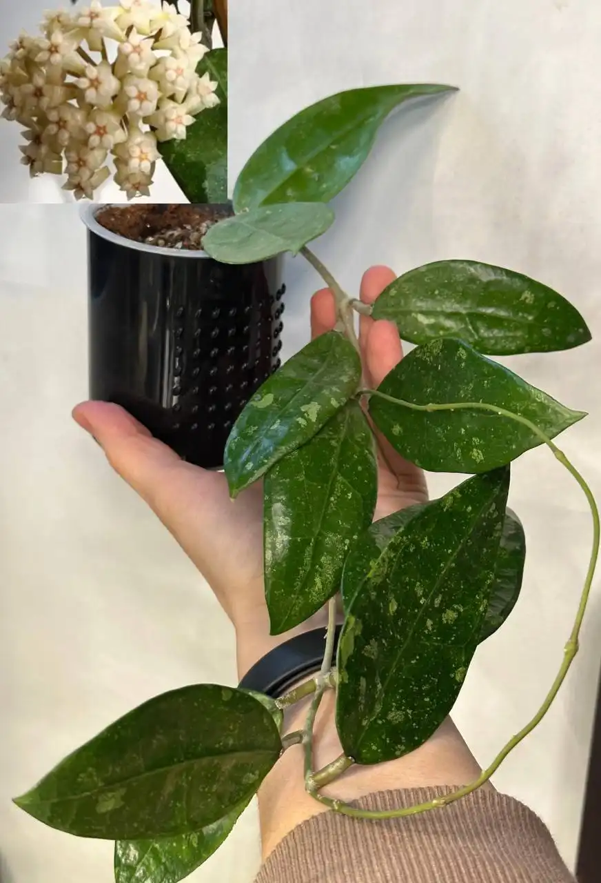 Обмен черенков хойи в Москве - Растения (Хобби и отдых) в Москва